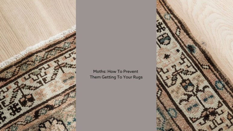 Moths: How To Prevent Them Getting To Your Rugs